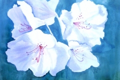 Azalea