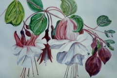 Fuchsia