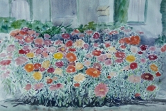 Zinnias